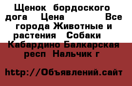 Щенок  бордоского  дога. › Цена ­ 60 000 - Все города Животные и растения » Собаки   . Кабардино-Балкарская респ.,Нальчик г.
